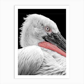 Pelican Line Art 1 Art Print