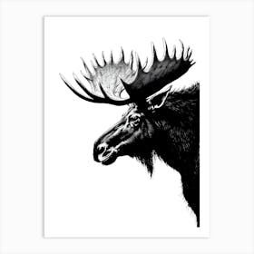 Moose Head With Large Antlers Art Print