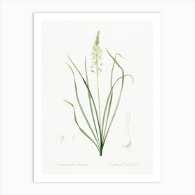 Wild Asparagus Illustration From Les Liliacées (1805), Pierre Joseph Redoute Art Print