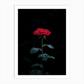 Single Rose On Black Background 3 Art Print