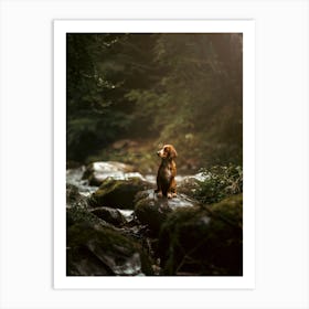 Cocker Spaniel On Rocks By a River - Scotland Highland UK dog photo print - moody animal photography Art Print