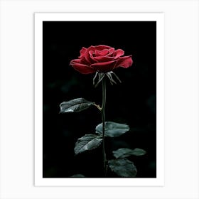 Dark Rose 52 Art Print