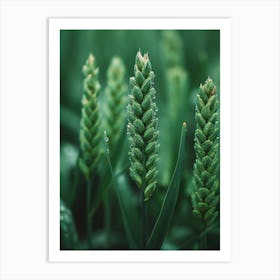 Green Wheat In A Field Art Print