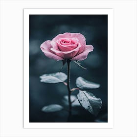 Pink Rose 75 Art Print