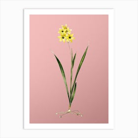 Vintage Ixia Fusco Citrina Botanical on Soft Pink Art Print