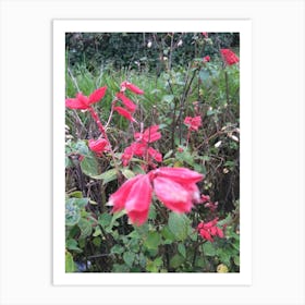 Floral Garden in Kodaikanal, India. Photograph 3 Art Print