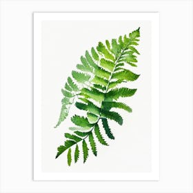 American Maidenhair Fern Watercolour Art Print