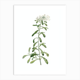 Vintage Small White Flowers Botanical Illustration on Pure White n.0257 Art Print