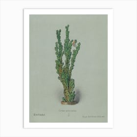 Peruvian Apple Cactus, Familie Der Cacteen Art Print