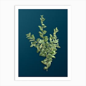 Vintage Boxwood Bush Botanical Art on Teal Blue Art Print