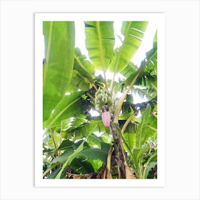 Banana Tree Art Print