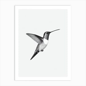 Hummingbird B&W Pencil Drawing 4 Bird Art Print