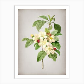 Vintage Apple Blossom Botanical on Parchment n.0705 Art Print