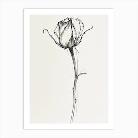 English Rose Black And White Line Drawing 29 Art Print
