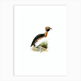 Vintage Horned Grebe In Spring Bird Illustration on Pure White n.0214 Art Print