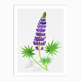 Blue Lupine Watercolor Artwork Art Print