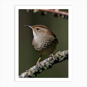 House Wren -Reimagined 3 Art Print