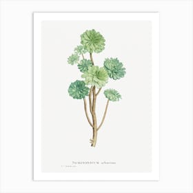 Sempervivum Arboreum, Pierre Joseph Redouté Art Print