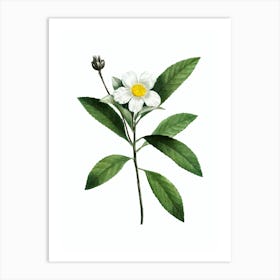 Vintage Loblolly Bay Botanical Illustration on Pure White n.0402 Art Print