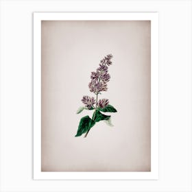 Vintage Lady Josika's Lilac Flower Botanical on Parchment n.0529 Art Print