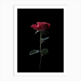 Single Rose On Black Background 5 Art Print