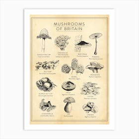 Mushrooms Of Britain Foraging Chart Art Print