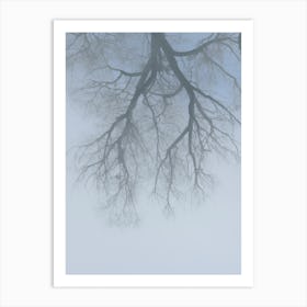 Winter. A Branching Tree In The Fog. Art Print