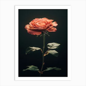 Rose Flower Isolated On Black Background Art Print