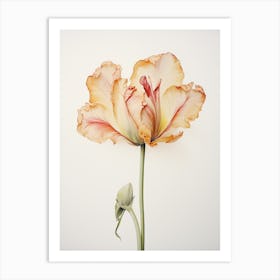 Pressed Flower Botanical Art Tulip 3 Art Print