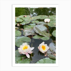 Water Lilies 1 Art Print