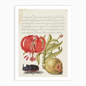Scarlet Turk S Cap, Rhinoceros Beetle, And Pomegranate From Mira Calligraphiae Monumenta, Joris Hoefnagel Art Print