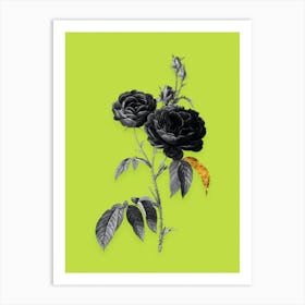 Vintage Purple Roses Black and White Gold Leaf Floral Art on Chartreuse n.1185 Art Print