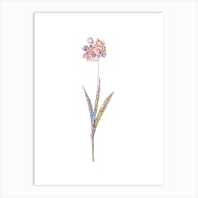 Stained Glass Ixia Maculata Mosaic Botanical Illustration on White n.0176 Art Print