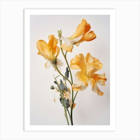 Pressed Flower Botanical Art Freesia 4 Art Print