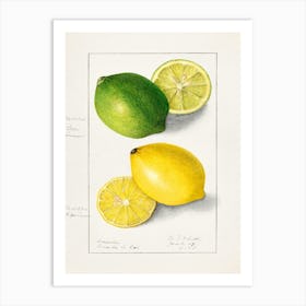 Lemons And Limes 1 Art Print