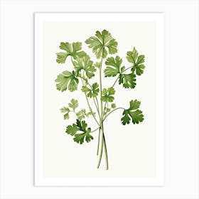 Cilantro Vintage Botanical Herbs 6 Art Print