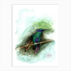 Hummingbird Art Print