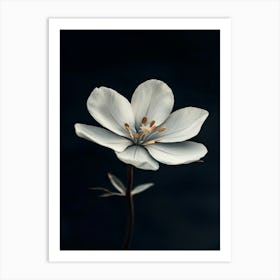 White Flower 18 Art Print