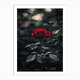 Dark Rose 127 Art Print