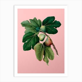Vintage Common Fig Botanical on Soft Pink n.0479 Art Print