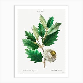 Valonian Oak, Pierre Joseph Redoute Art Print