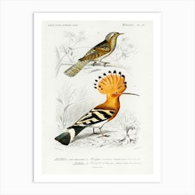 Different Type Of Birds, Charles Dessalines D'Orbigny Art Print