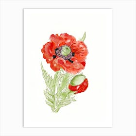 Poppy Flower 2 Art Print