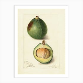 Figs D Art Print