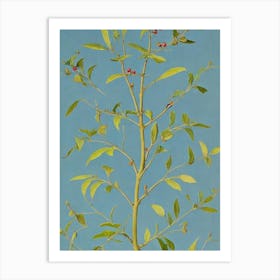 Beech tree Vintage 2 Botanical Art Print
