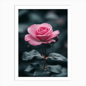 Pink Rose 11 Art Print