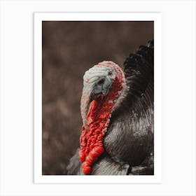 Turkey Gobbler Art Print