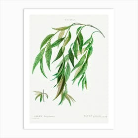 Weeping Willow, Pierre Joseph Redoute Art Print