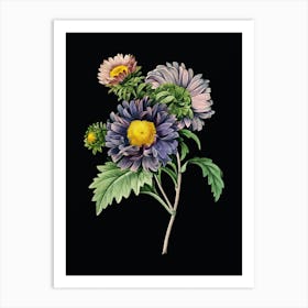 Vintage China Aster Botanical Illustration on Solid Black n.0436 Art Print