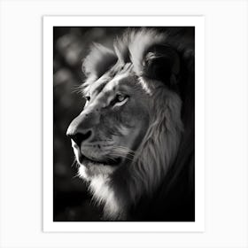 Portrait Of A Lion Art Print